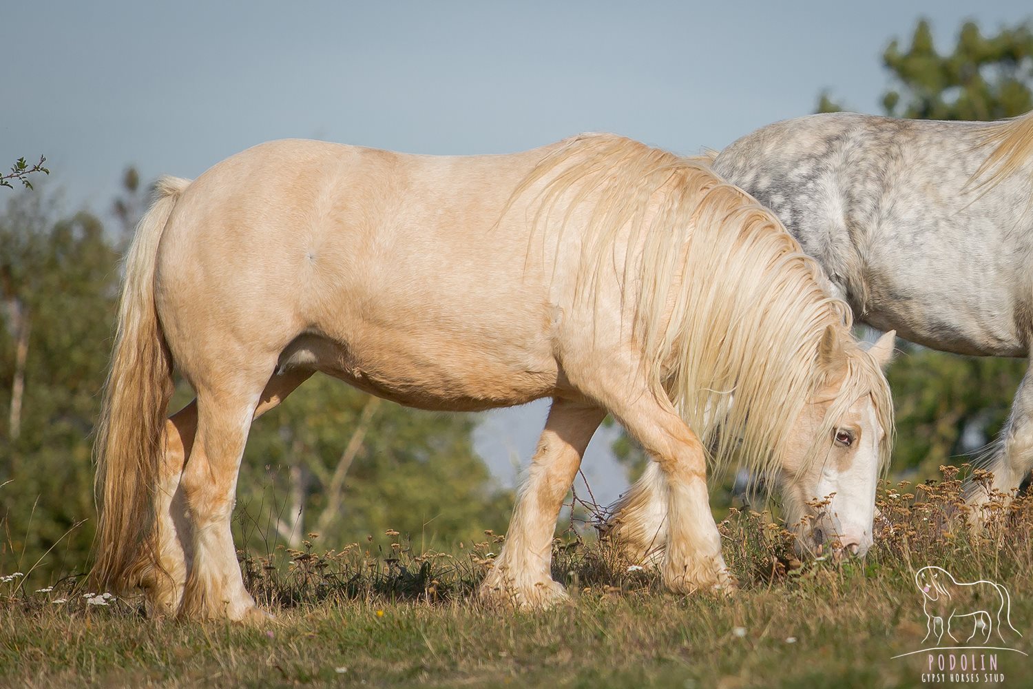 palomino gypsy vanner